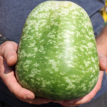Kalebasse Apple (Samen)