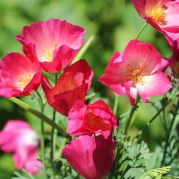 Neu! Kalifornischer Goldmohn Carmine King (Samen)