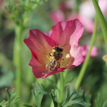 Neu! Kalifornischer Goldmohn Carmine King (Samen)