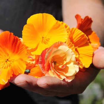 Kalifornischer Goldmohn Mix (Samen)