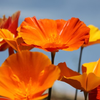 Kalifornischer Goldmohn Mix (Samen)