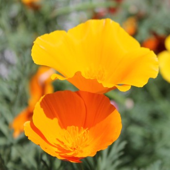 Kalifornischer Goldmohn Mix (Samen)