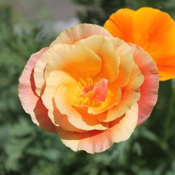 Kalifornischer Goldmohn Mix (Samen)