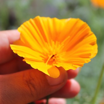 Kalifornischer Goldmohn Mix (Samen)