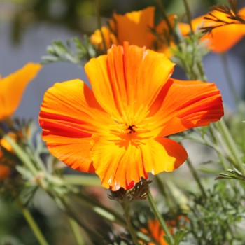 Kalifornischer Goldmohn Mix (Samen)