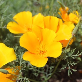 Kalifornischer Goldmohn Orange King (Samen)