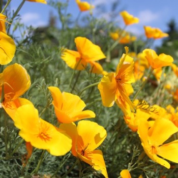 Kalifornischer Goldmohn Orange King (Samen)