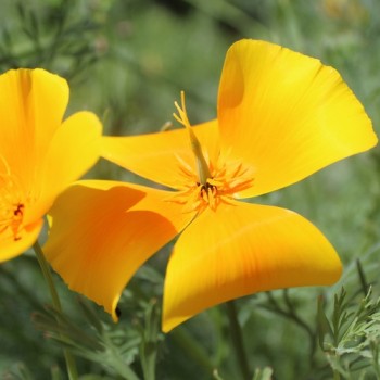Kalifornischer Goldmohn Orange King (Samen)