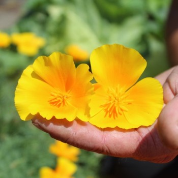 Kalifornischer Goldmohn Orange King (Samen)