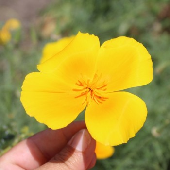 Kalifornischer Goldmohn Orange King (Samen)