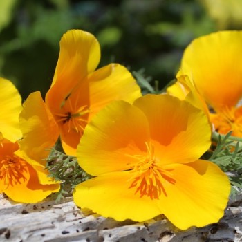Kalifornischer Goldmohn Orange King (Samen)