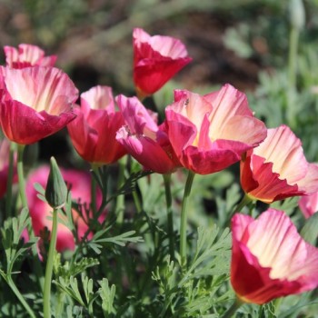 Kalifornischer Goldmohn Rose Chiffon (Samen)