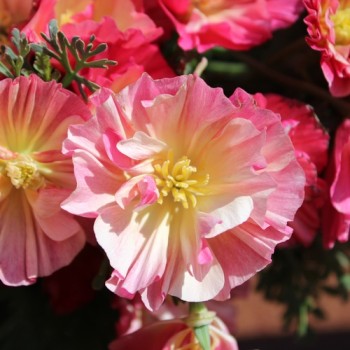 Kalifornischer Goldmohn Rose Chiffon (Samen)