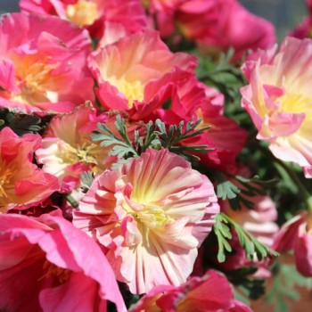 Kalifornischer Goldmohn Rose Chiffon (Samen)