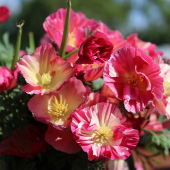 Kalifornischer Goldmohn Rose Chiffon (Samen)