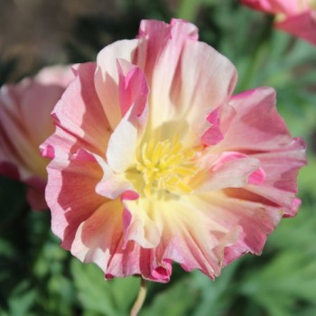 Kalifornischer Goldmohn Rose Chiffon (Samen)