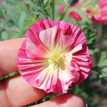 Kalifornischer Goldmohn Rose Chiffon (Samen)