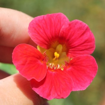 Kapuzinerkresse Alaska Rose (Samen)