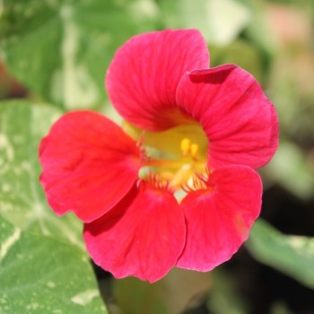 Kapuzinerkresse Alaska Rose (Samen)