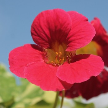 Kapuzinerkresse Alaska Rose (Samen)