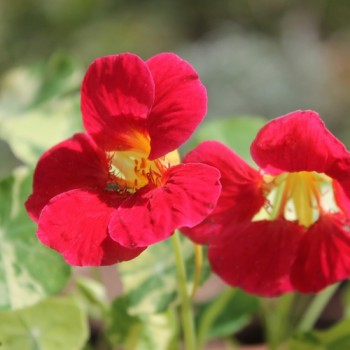 Kapuzinerkresse Alaska Rose (Samen)