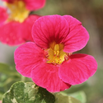 Kapuzinerkresse Alaska Rose (Samen)