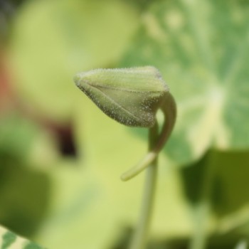 Kapuzinerkresse Alaska Rose (Samen)