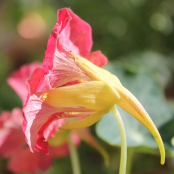 Kapuzinerkresse Ladybird Rose (Samen)