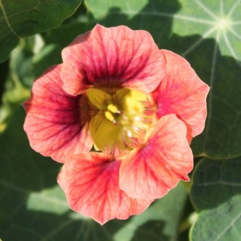 Kapuzinerkresse Ladybird Rose (Samen)