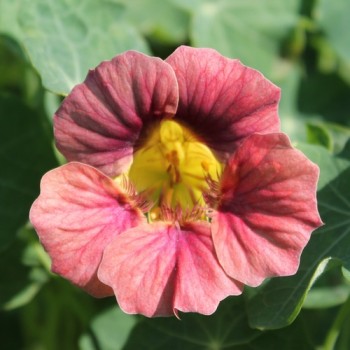 Kapuzinerkresse Ladybird Rose (Samen)
