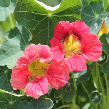 Kapuzinerkresse Ladybird Rose (Samen)