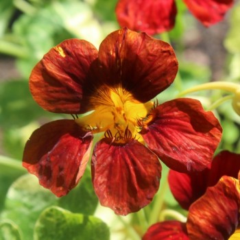 Kapuzinerkresse Velvet Troika Variegata (Samen)