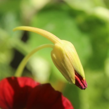 Kapuzinerkresse Velvet Troika Variegata (Samen)