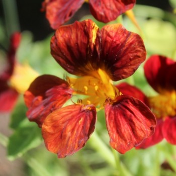 Kapuzinerkresse Velvet Troika Variegata (Samen)