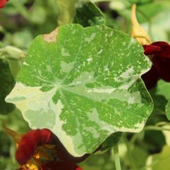 Kapuzinerkresse Velvet Troika Variegata (Samen)