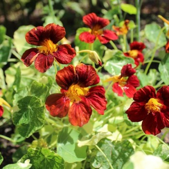 Kapuzinerkresse Velvet Troika Variegata (Samen)