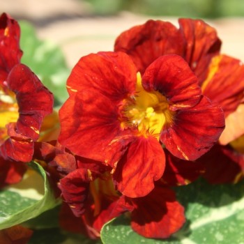 Kapuzinerkresse Velvet Troika Variegata (Samen)