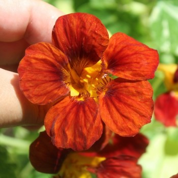 Kapuzinerkresse Velvet Troika Variegata (Samen)