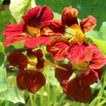 Kapuzinerkresse Velvet Troika Variegata (Samen)