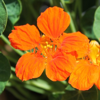 Kapuzinerkresse Tangerine (Samen)