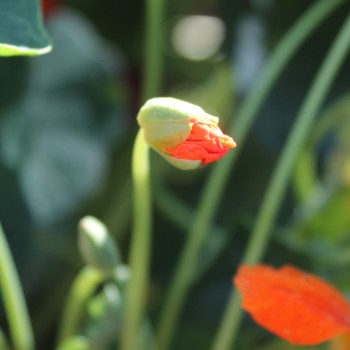 Kapuzinerkresse Tangerine (Samen)