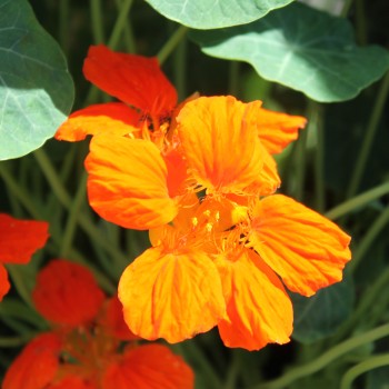 Kapuzinerkresse Tangerine (Samen)