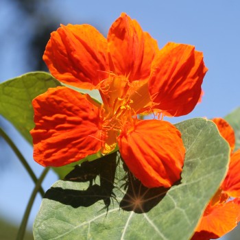 Kapuzinerkresse Tangerine (Samen)
