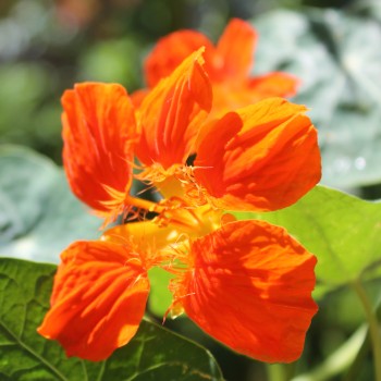Kapuzinerkresse Tangerine (Samen)