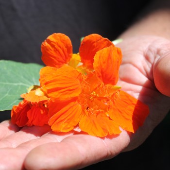 Kapuzinerkresse Tangerine (Samen)
