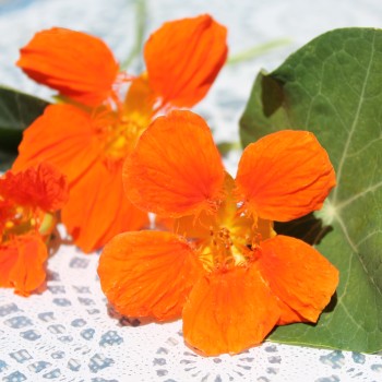 Kapuzinerkresse Tangerine (Samen)