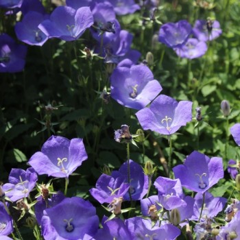 Karpaten-Glockenblume blau (Samen)