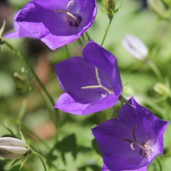 Karpaten-Glockenblume blau (Samen)