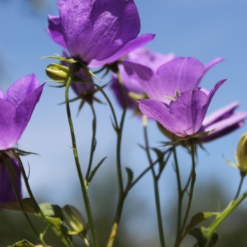 Karpaten-Glockenblume blau (Samen)