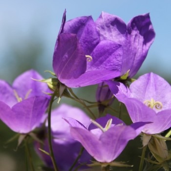 Karpaten-Glockenblume blau (Samen)
